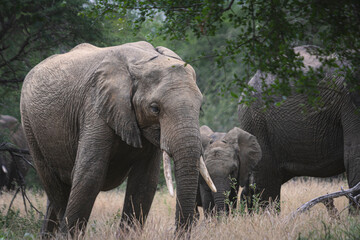 Wild elephant on the safari in South Africa on Kruger National Park