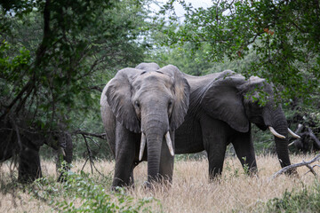 Wild elephant on the safari in South Africa on Kruger National Park