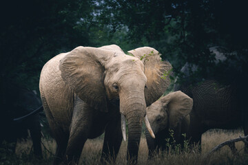 Wild elephant on the safari in South Africa on Kruger National Park