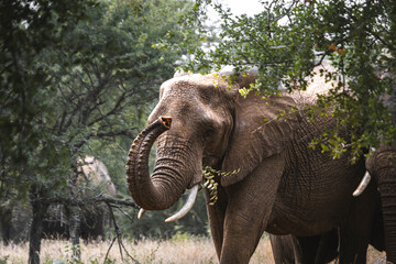 Wild elephant on the safari in South Africa on Kruger National Park
