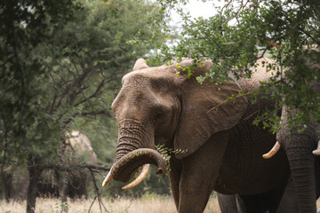 Wild elephant on the safari in South Africa on Kruger National Park