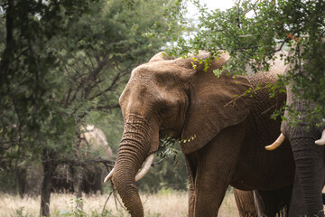Wild elephant on the safari in South Africa on Kruger National Park