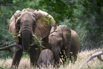 Wild elephant on the safari in South Africa on Kruger National Park