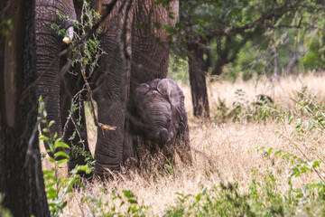 Wild elephant on the safari in South Africa on Kruger National Park
