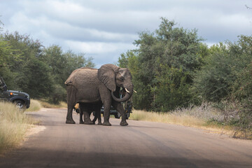 Wild elephant on the safari in South Africa on Kruger National Park