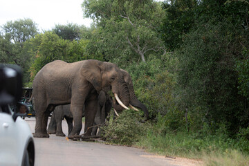 Wild elephant on the safari in South Africa on Kruger National Park