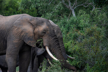 Wild elephant on the safari in South Africa on Kruger National Park