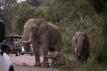 Wild elephant on the safari in South Africa on Kruger National Park