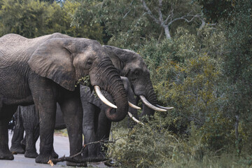 Wild elephant on the safari in South Africa on Kruger National Park
