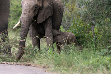 Wild elephant on the safari in South Africa on Kruger National Park