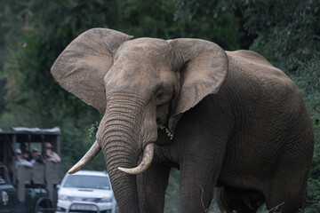 Wild elephant on the safari in South Africa on Kruger National Park