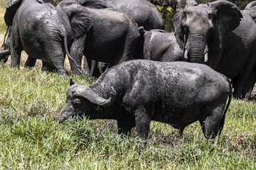 Huge buffalos are everywhere on Kruger, but it is awesome to see them. Too strong and imponent
