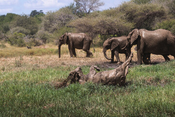 Huge buffalos are everywhere on Kruger, but it is awesome to see them. Too strong and imponent