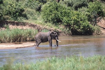 Fototapeta premium Wild elephant on the safari in South Africa on Kruger National Park