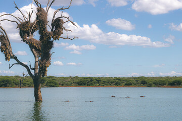 As dangerous as beautifuls, the hippos are incredible to watch in or out of the water