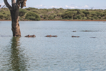 As dangerous as beautifuls, the hippos are incredible to watch in or out of the water