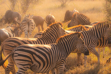 Zebra is one of the coolest animal to find on the Kruger Safari, South Africa