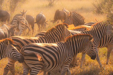 Zebra is one of the coolest animal to find on the Kruger Safari, South Africa