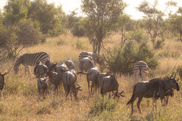 Gnu is a very typical animal to look at Kruger Park in South Africa