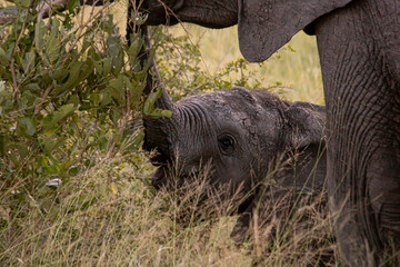 Wild elephant on the safari in South Africa on Kruger National Park
