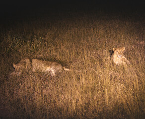 Lioness and lions are the most powerful animals on Kruger and all South Africa and you can feel that from them as soon as you look at them