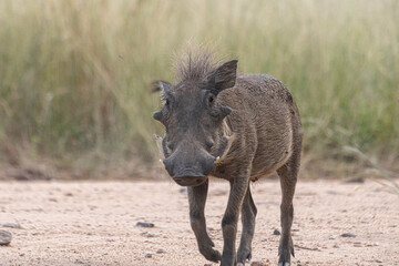 Warthogs are funny and pretty fast and there is a lot of them at the Kruger Park in South Africa