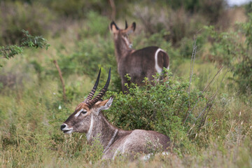 The symbol of Kruger could not be other animal than the Great Coudo