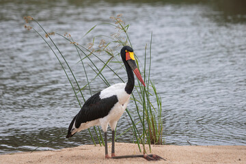 Is rare to find a stork on Kruger, if you do, be happy!
