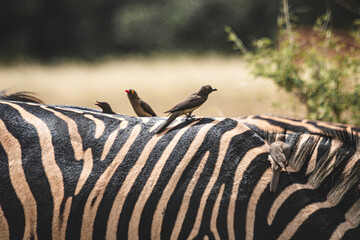 Zebra is one of the coolest animal to find on the Kruger Safari, South Africa