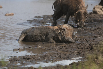 Warthogs are funny and pretty fast and there is a lot of them at the Kruger Park in South Africa
