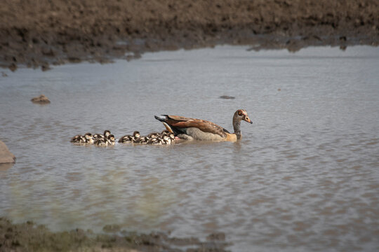 A family of little ducks on Kruger in South Africa is rare but you can find them