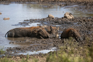 Warthogs are funny and pretty fast and there is a lot of them at the Kruger Park in South Africa
