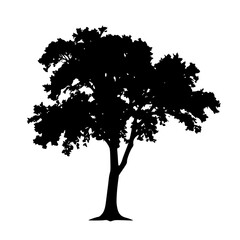 Tree silhouette in black