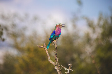Indian Roller is by far the most beautiful bird on Kruger and mybe in South Africa
