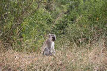 Monkeys are everywhere in Kruger and it is easy to spot them on the trees