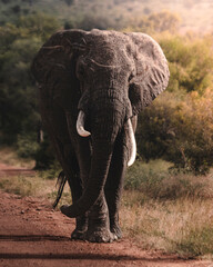 Wild elephant on the safari in South Africa on Kruger National Park