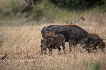 Warthogs are funny and pretty fast and there is a lot of them at the Kruger Park in South Africa