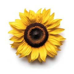 Fototapeta premium sunflower on white background