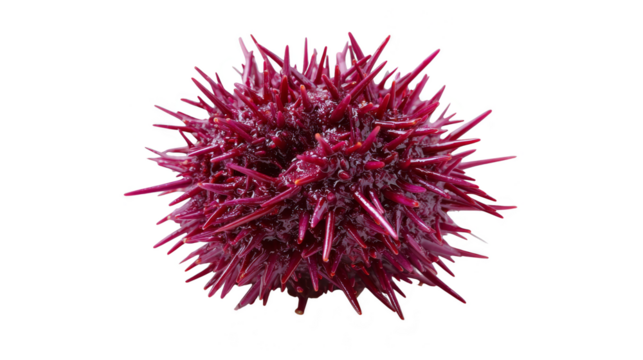 Striking red flower on black, a captivating contrast of color and form in nature photography