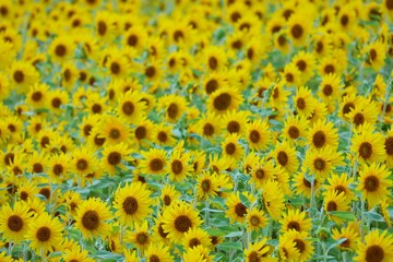 A field of 1 million sunflowers in Yokosuka