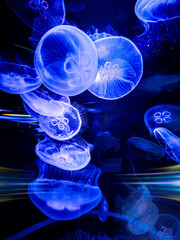 四国水族館