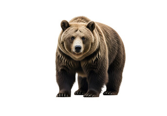 Fototapeta premium Grizzly bear portrait against a black background.
