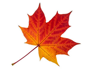 Obraz premium Close-up of a vibrant autumn maple leaf.