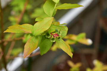 花が落ちたブルーベリー