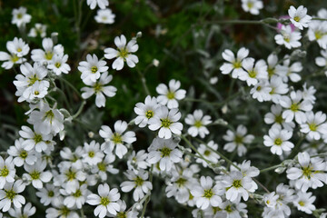 じゅうたんのように咲くセラスチウム