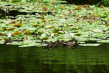 暗い沼のマガモの親子