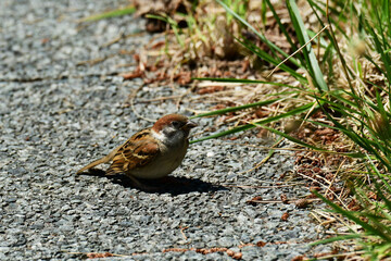遊歩道にうずくまるスズメの幼鳥