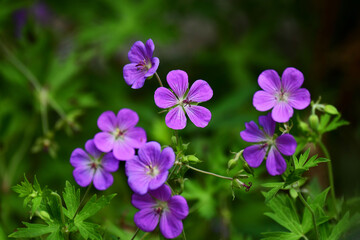 真夏の紫の庭のゲラニウム