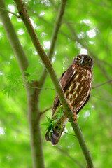 初夏に住宅地や神社に渡来する愛嬌ある姿の身近なフクロウの仲間、アオバズク