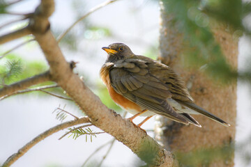 初夏の高原で美しいさえずりを聞かせる身近な野鳥、アカハラ